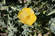 IMG_5525.jpg