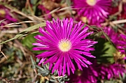 IMG_5526.jpg