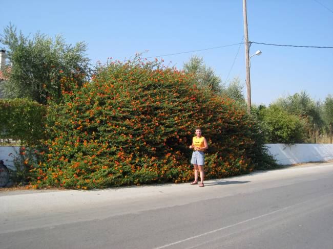 grece 176.jpg